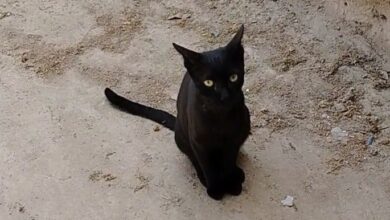 ¡Macabro hallazgo en El Espinal! Investigan presunto ritual de brujería con un gato 2
