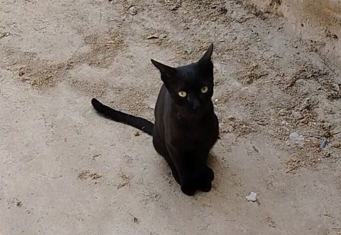 ¡Macabro hallazgo en El Espinal! Investigan presunto ritual de brujería con un gato 1