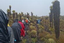“Tendrá impacto en la economía rural”: gremio del montañismo destaca nueva ordenanza turística en Tolima 16