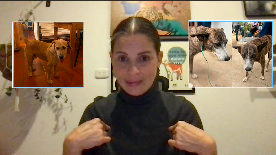 Casos de ‘Estrellita’ y ‘Lula’ estremecen al Tolima: Andrea Padilla advierte que el abuso sexual contra animales “es la antesala de otras violencias” 1