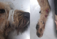Indignación en Ibagué: conductor atropelló a un perro y se dio a la fuga 21
