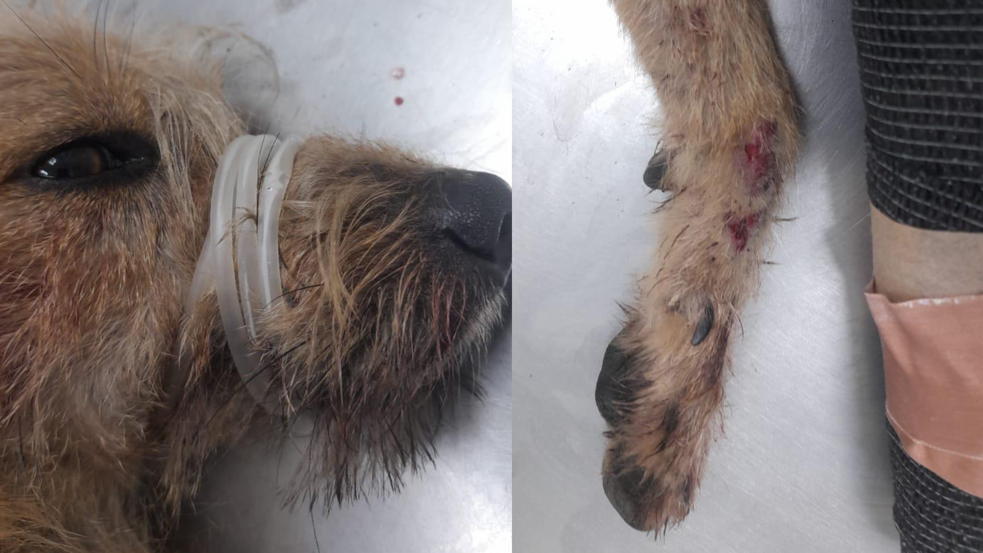 Indignación en Ibagué: conductor atropelló a un perro y se dio a la fuga 1