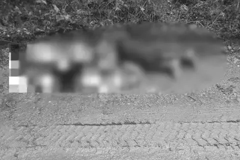 Autoridades investigan hallazgo de una persona sin vida en zona rural del Líbano 23