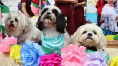 ¡De gala y con tamal! Así será el Desfile Sampedrino para perros y gatos en Ibagué 2