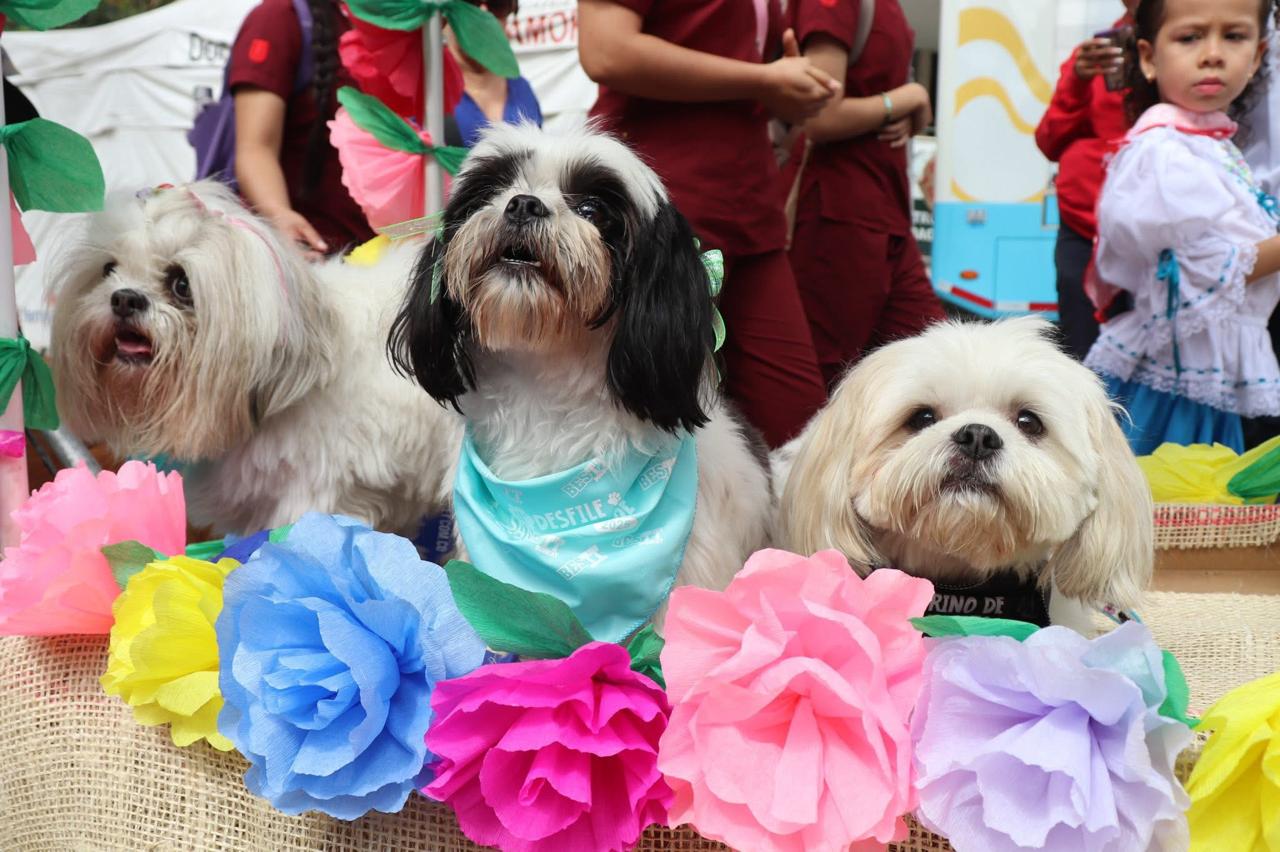 ¡De gala y con tamal! Así será el Desfile Sampedrino para perros y gatos en Ibagué 1