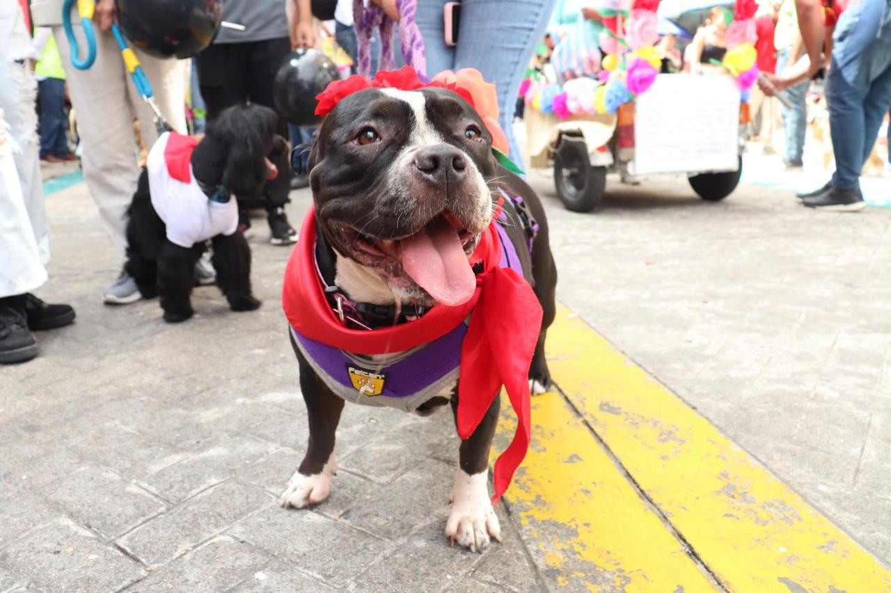 Abiertas las inscripciones para el Primer Reinado Canino del Festival de Bienestar Animal 1