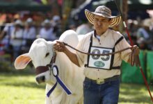 Consejo de Seguridad y Comité de Orden Público recomiendan aplazar la Feria Bovina en Ibagué 21
