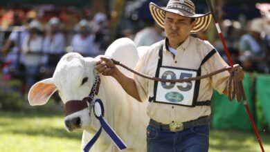 Consejo de Seguridad y Comité de Orden Público recomiendan aplazar la Feria Bovina en Ibagué 3