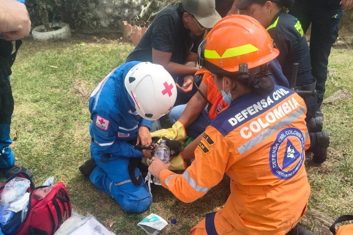 Voraz incendio en la vereda Carrizales de Ibagué deja varios animales heridos 1