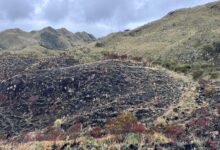 Cortolima evalúa y acompaña la recuperación ambiental de zonas afectadas por incendios forestales 16