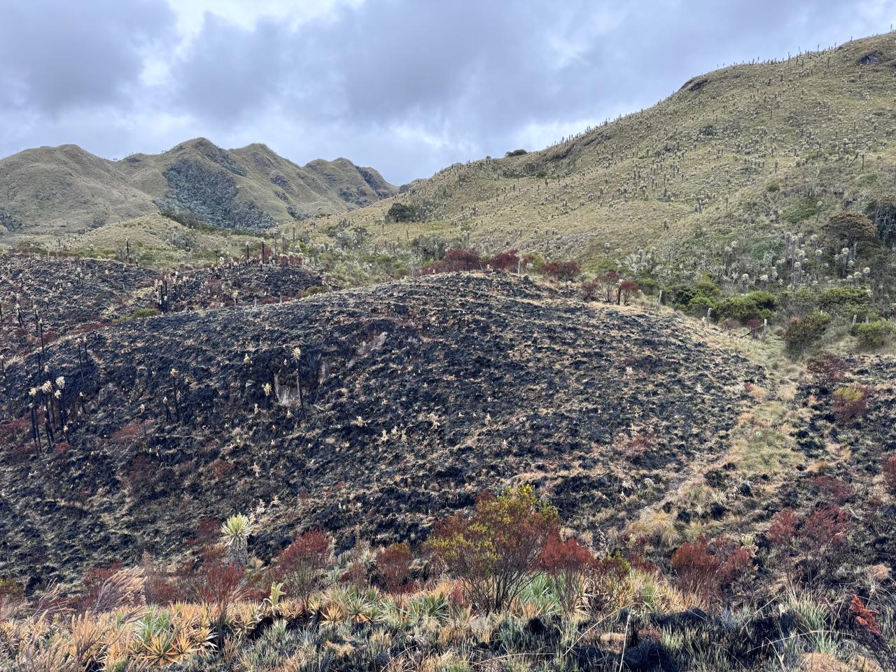 Cortolima evalúa y acompaña la recuperación ambiental de zonas afectadas por incendios forestales 1
