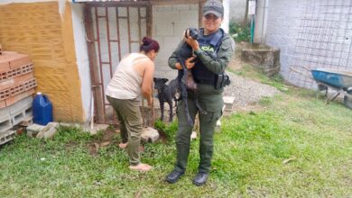 ¡Atención! Tres casos de maltrato animal activan alarmas y operativos en Ibagué 5