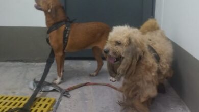 ¡Indignante! Rescatan a 9 animales amarrados y descuidados en el barrio Villa Magdalena de Ibagué 3