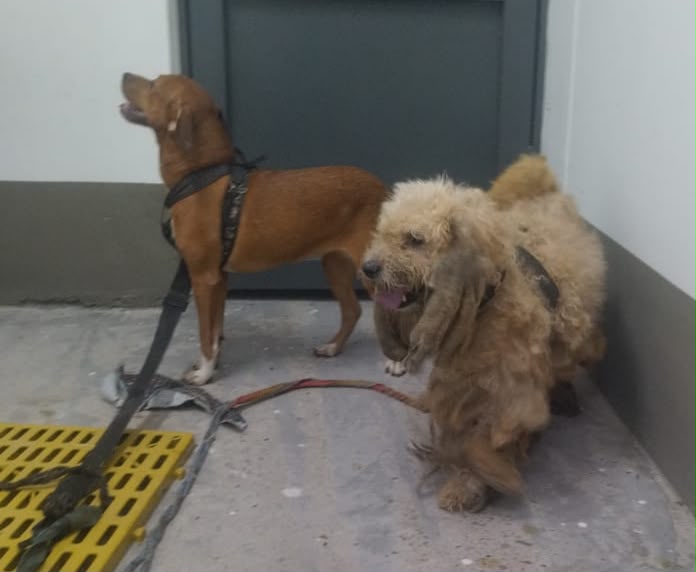 ¡Indignante! Rescatan a 9 animales amarrados y descuidados en el barrio Villa Magdalena de Ibagué 1