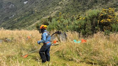 Retamo espinoso: la amenaza silenciosa que pone en riesgo los ecosistemas de Los Nevados 20