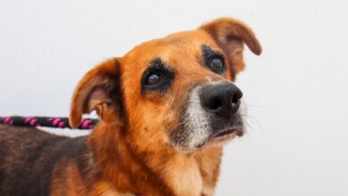 ¿Quiere un gatico o perrito? Asista este sábado a la jornada de adopción del CAPA 10