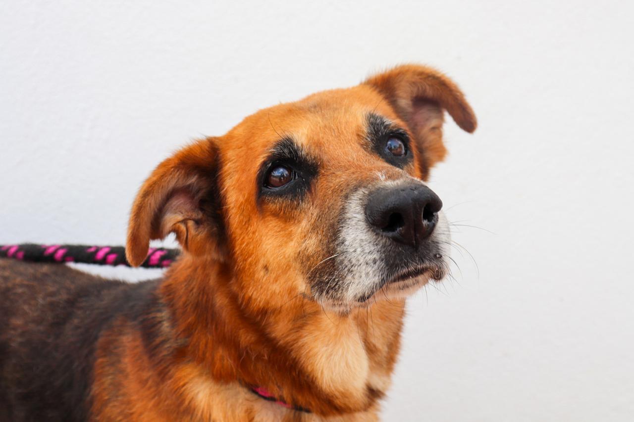 ¿Quiere un gatico o perrito? Asista este sábado a la jornada de adopción del CAPA 1