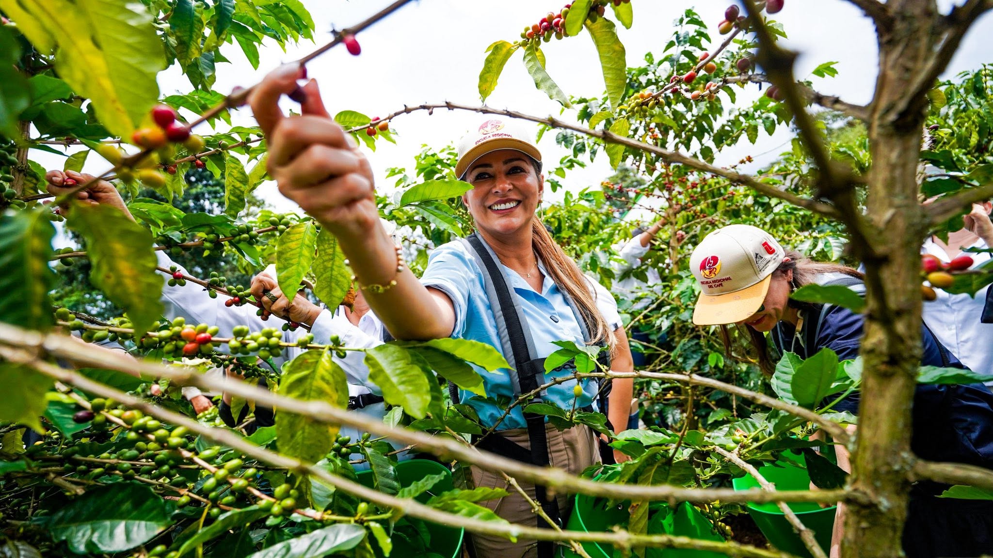 “El café no puede quedarse sin relevo”: Gobernadora impulsa una cátedra para garantizar el futuro cafetero del Tolima 1