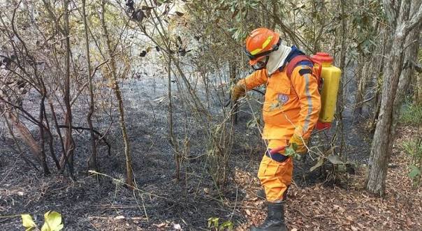 "Tolima en llamas": Gobernación lanza SOS al Gobierno Nacional tras superar las 966 hectáreas arrasadas por incendios forestales 1