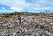Tolima se prepara para el pico del fenómeno de El Niño: Cortolima alerta por incendios forestales y riesgo de desabastecimiento de agua 11
