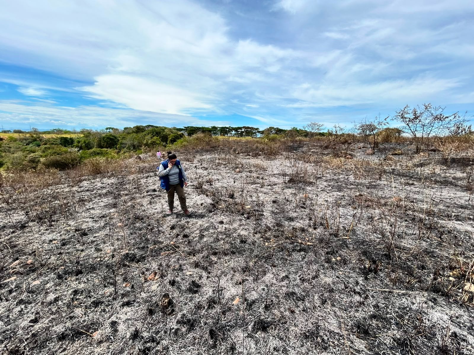 “Cultivar otra vez va a ser muy difícil”: más de 23.000 hectáreas afectadas por incendios en Tolima 7