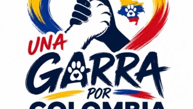 Terremoto también golpea a los animales: 1.870 están en refugios afectados y reportan 200 perros y gatos extraviados 5