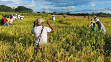 El gremio arrocero en Ibagué impulsa el consumo local ante los desafíos de las importaciones 5