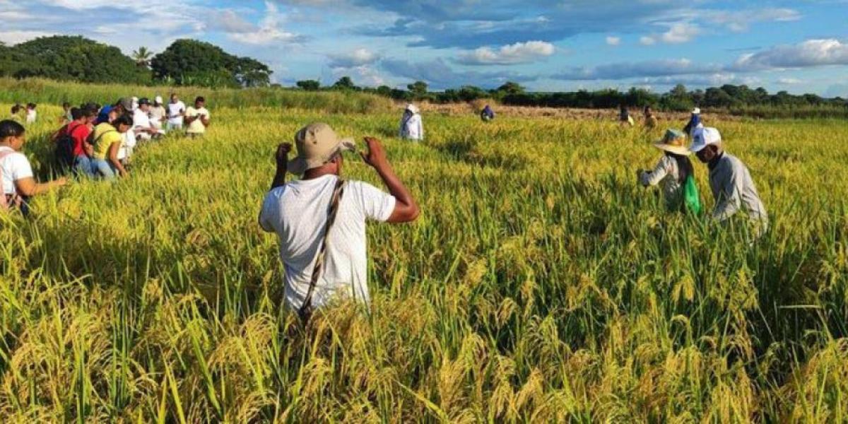 El gremio arrocero en Ibagué impulsa el consumo local ante los desafíos de las importaciones 3