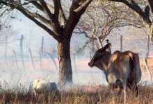 Incendios en Tolima ya golpean la producción agrícola y amenazan con encarecer alimentos: diputado Jaime Tocora 13
