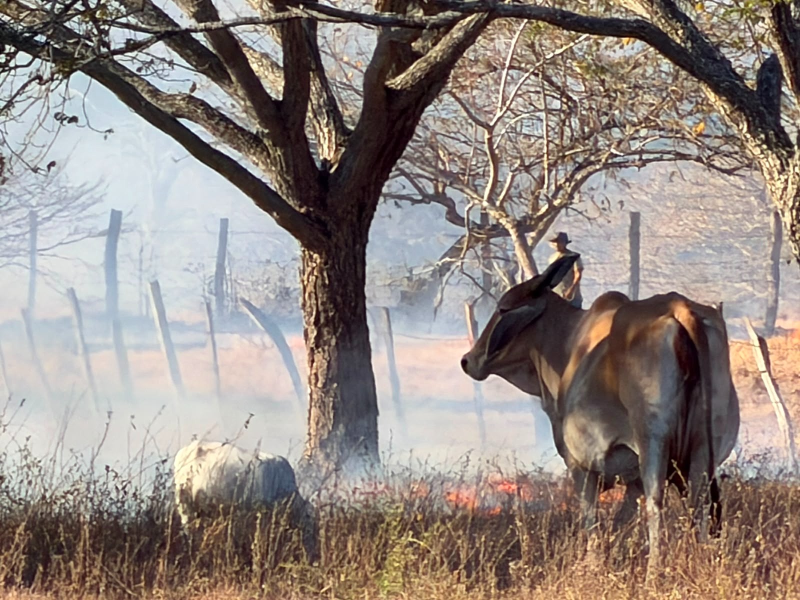 Incendios en Tolima ya golpean la producción agrícola y amenazan con encarecer alimentos: diputado Jaime Tocora 3