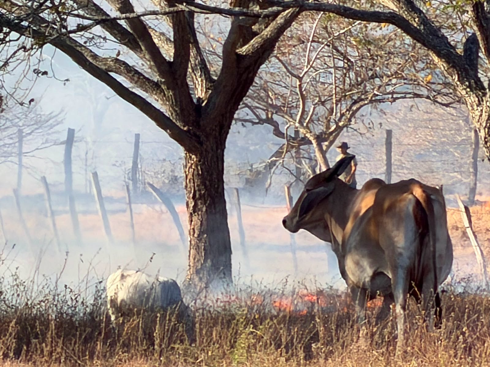 Atienden a equinos y fauna afectada por incendios entre Valle de San Juan y San Luis 3