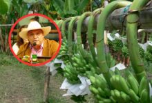 Cultivos de café, plátano y cítricos en riesgo: Giovanny Martínez alerta sobre los efectos de la sequía en Ibagué 16