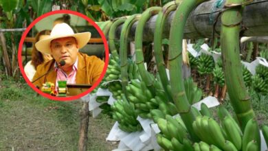 Cultivos de café, plátano y cítricos en riesgo: Giovanny Martínez alerta sobre los efectos de la sequía en Ibagué 5
