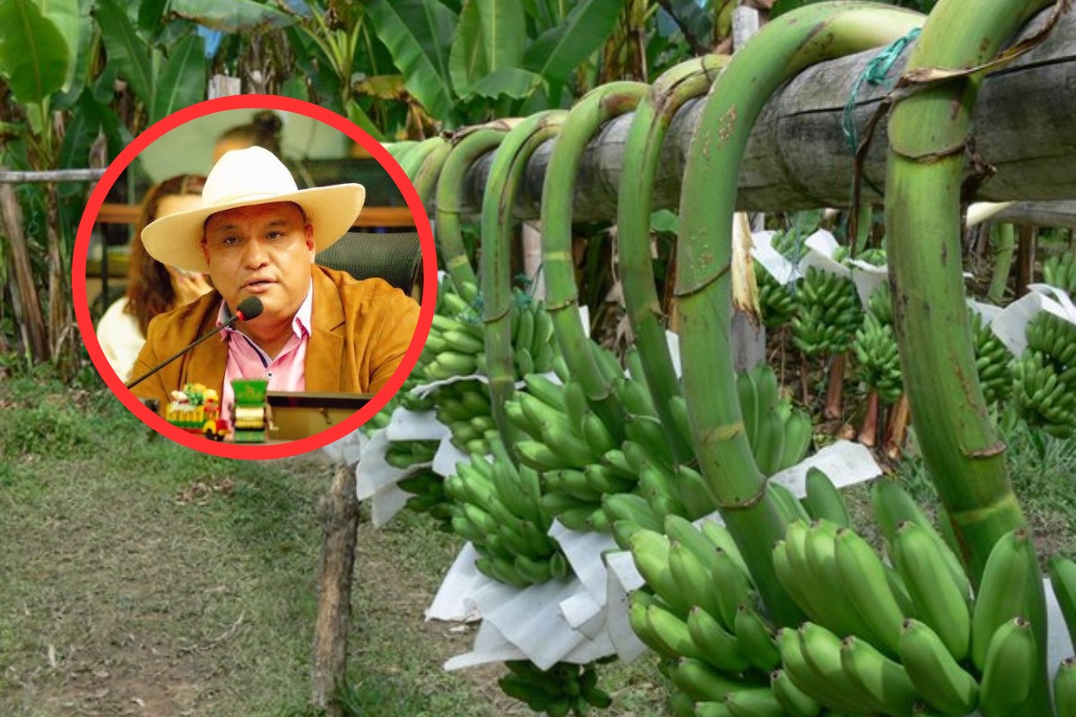 Cultivos de café, plátano y cítricos en riesgo: Giovanny Martínez alerta sobre los efectos de la sequía en Ibagué 3