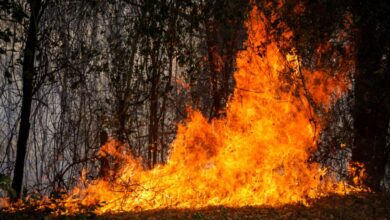 El Tolima reduce los incendios, pero enfrenta el reto de recuperar 11.000 hectáreas 5