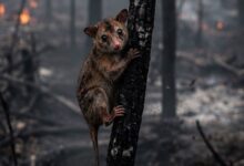 Cortolima reporta 37 animales afectados por los incendios forestales en el Tolima 13