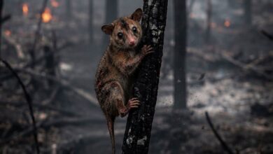 Cortolima reporta 37 animales afectados por los incendios forestales en el Tolima 2