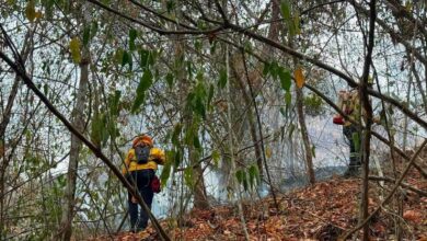 “Sólo en cultivos y pastos para la ganadería ya se afectaron 4.947 hectáreas por incendios forestales”: gobernadora del Tolima 2