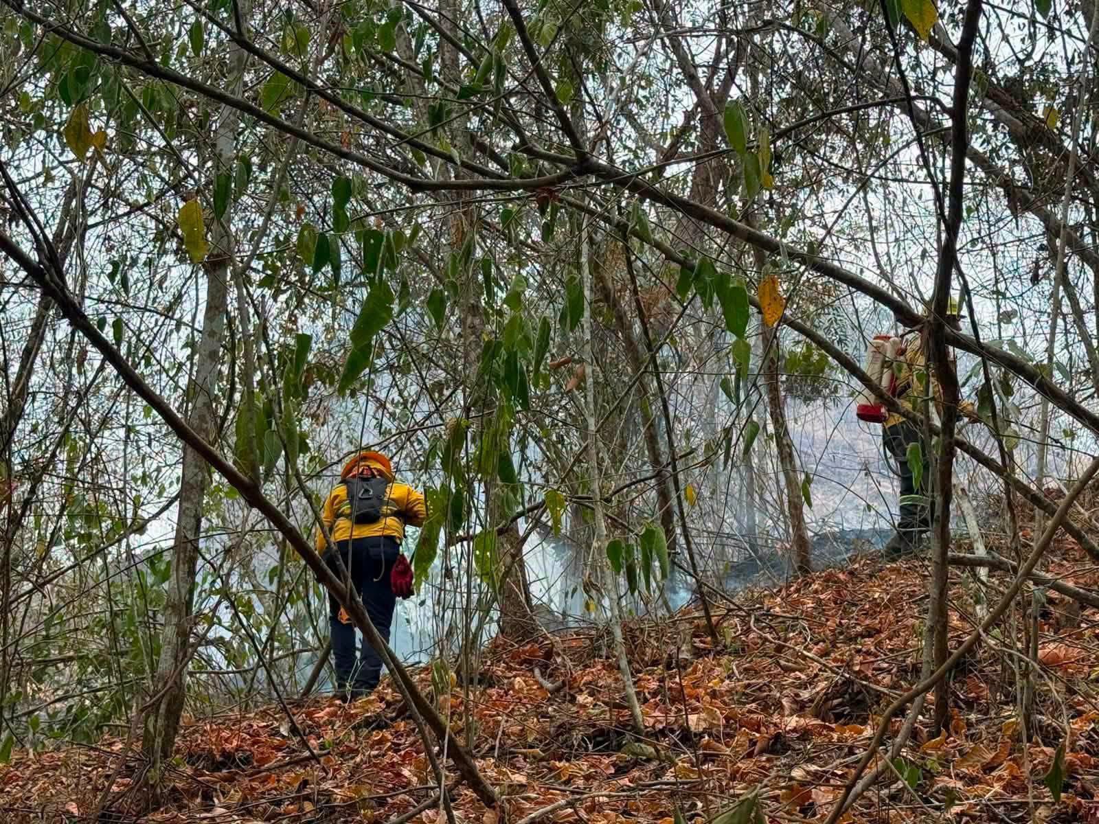 “Sólo en cultivos y pastos para la ganadería ya se afectaron 4.947 hectáreas por incendios forestales”: gobernadora del Tolima 1
