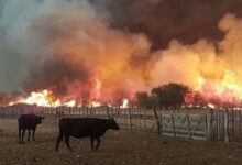 Sequía, incendios y altas temperaturas golpean al campo del Tolima: más de 800.000 reses están en riesgo por falta de pasturas 12
