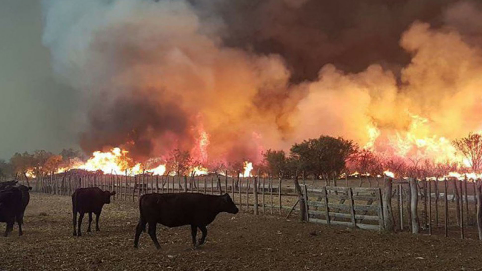 Sequía, incendios y altas temperaturas golpean al campo del Tolima: más de 800.000 reses están en riesgo por falta de pasturas 1