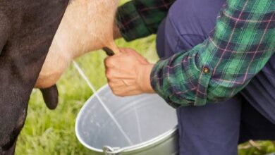 "La producción de leche cayó más del 60 %": ganaderos del sur del Tolima cambian sus jornadas por las altas temperaturas 10