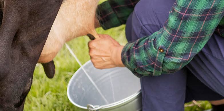 "La producción de leche cayó más del 60 %": ganaderos del sur del Tolima cambian sus jornadas por las altas temperaturas 1