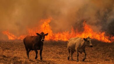 “Todos son damnificados”: más de 100 reses habrían muerto y el verano tiene al campo de Valle de San Juan al límite 2