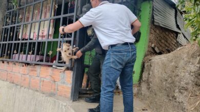 canino