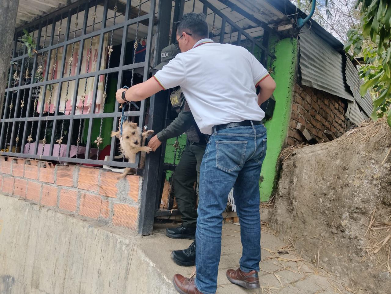 canino