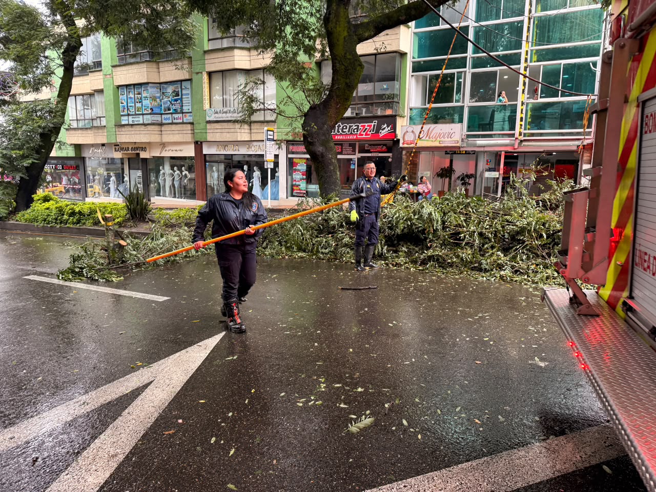 Emergencia en Ibagué: Guaduas cayeron sobre viviendas en La Libertad y un árbol bloqueó la carrera Quinta 2