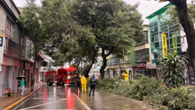 Emergencia en Ibagué: Guaduas cayeron sobre viviendas en La Libertad y un árbol bloqueó la carrera Quinta 5