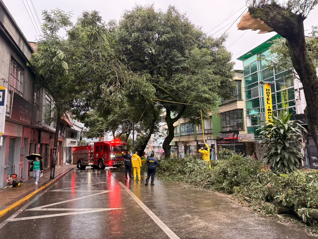 Emergencia en Ibagué: Guaduas cayeron sobre viviendas en La Libertad y un árbol bloqueó la carrera Quinta 1