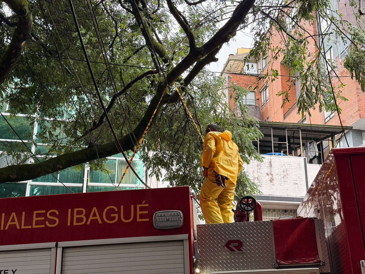 Emergencia en Ibagué: Guaduas cayeron sobre viviendas en La Libertad y un árbol bloqueó la carrera Quinta 3